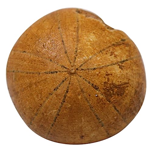 CLISPEED 1Stück Kreatives Seeigel Lehrmaterial Für Schüler Wissenschaftliche Fossilienprobe Desktop Für Bildungszwecke Fossilien Sammlung Naturkunde CLISPEED 1Stück Kreatives Seeigel Lehrmaterial Für Schüler Wissenschaftliche Fossilienprobe Desktop Für Bildungszwecke Fossilien Sammlung Naturkunde von CLISPEED