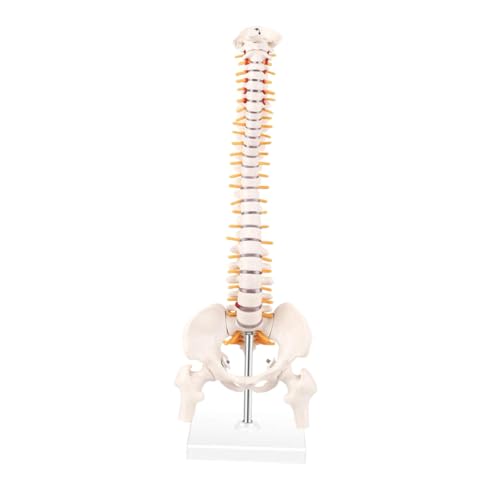 CLISPEED 1Stück Wirbelsäulenmodell Mit Nerven Anatomisches Modell Für Medizinische Lehrzwecke Becken Oberschenkelknochen Für Studien CLISPEED 1Stück Wirbelsäulenmodell Mit Nerven Anatomisches Modell Für Medizinische Lehrzwecke Becken Oberschenkelknochen Für Studien von CLISPEED