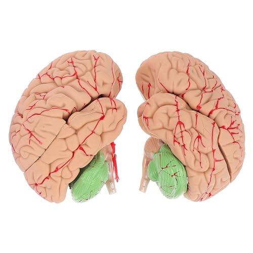 CLISPEED 1stk Modell Der Gehirnanatomie Modell Des Gehirnsystems Organ Anatomisches Modell Wissenschaftliches Menschliches Gehirn Gehirnlehrmodell Menschlicher Körper Pvc Lehrmittel von CLISPEED