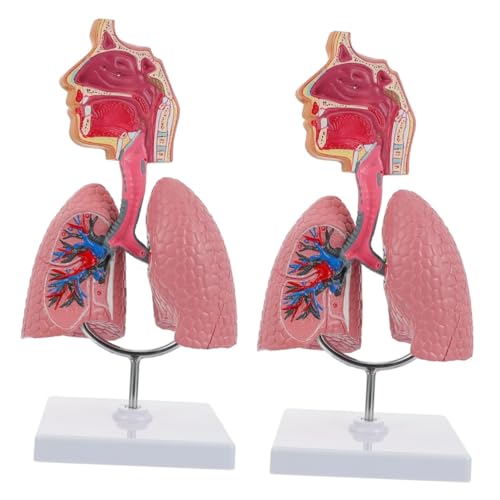 2 Stk Modell Des Atmungssystems Atem-lungen-lehrmodell Lungenmodell Im Labor Nützliches Atmungssystemmodell Lernspielzeug Für Das Atemsystem Spielzeugset Pvc Menschlicher Körper von CLISPEED