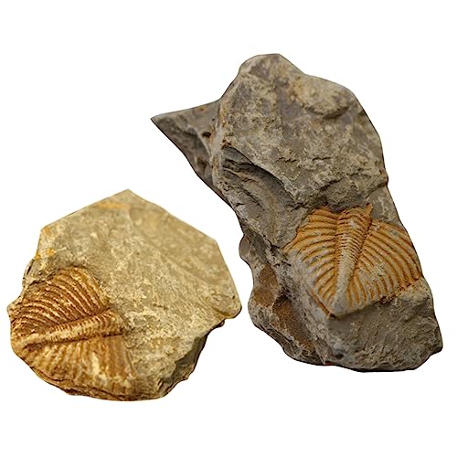 CLISPEED 2 Stück Fossiles Exemplar Archäologie-kits Für Trilobit- Felsentier Tierdekoration Kindertierspielzeug Paläontologie von CLISPEED