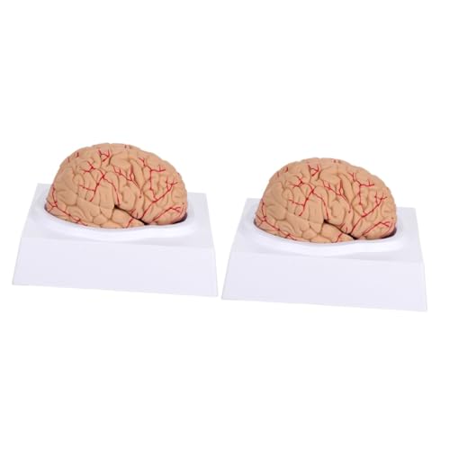 CLISPEED 2 Stück Gehirnmodell Pvc 3 Versorgt Den Menschlichen Körper von CLISPEED