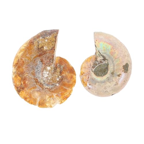 CLISPEED 20 STK Ammonit- -Marke Ozean-Dekor Meeresdekor fossilien Kinder Kinderspielzeug Spielzeuge Ammonitenschmuck Tischschmuck Kristall Dekorationen Gefleckte Schnecke Stein Student von CLISPEED