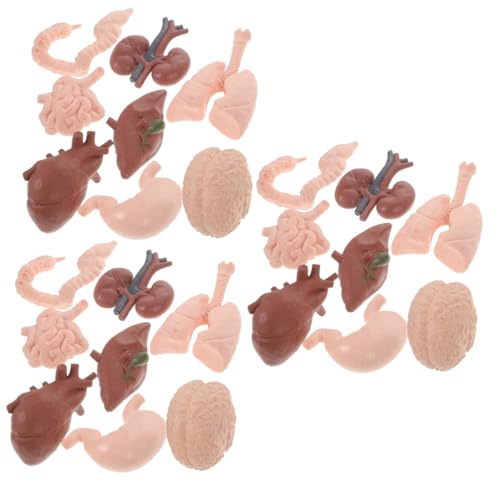 CLISPEED 24 Stk menschliches Organmodell Lernorganmodell Anzug für Kinder Spielzeuge Modelle realistisches Orgelmodell Modell der menschlichen inneren Organe Körper Requisiten Emulator Baby von CLISPEED
