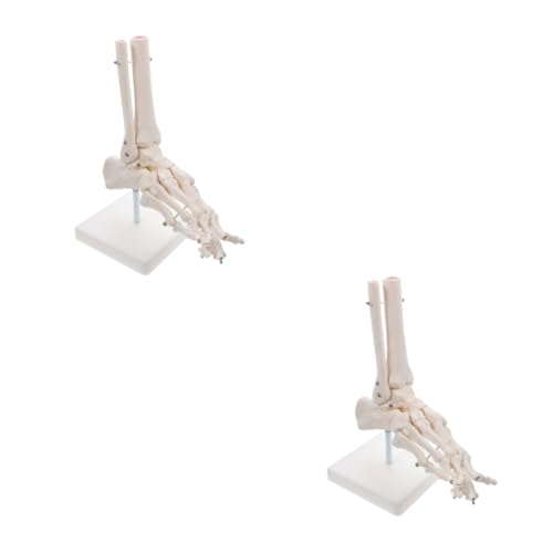 CLISPEED 2st Modell Des Fußgelenks Fußgelenkmodell Anatomie Skelettmodell Skelett 3d-anatomie Skelettfußmodell Plastikskelett Schaufensterpuppe Modul Weiß Ausrüstung Menschlicher Körper Pvc von CLISPEED