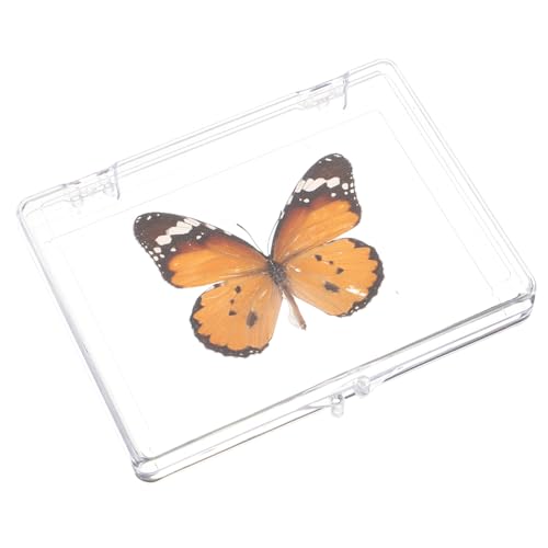 CLISPEED 2St Schmetterlings-Exemplar Schmetterlingsexemplar-Ornament Desktop-Dekoration für den Haushalt Spielzeuge Kinderspielzeug Schmetterlingsmusterrahmen Musterhandwerk Schreibtisch von CLISPEED