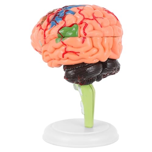 CLISPEED 3 Stk Experimentelle Lehrmedizin Modell Des Menschlichen Gehirns Gehirnlehrmodell Lebensgroße Menschliche Gehirne Puppe Gehirnspielzeug Gehirnmodelle Hilfswerkzeug 4d Pvc Abnehmbar von CLISPEED