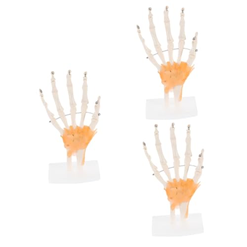 CLISPEED 3 Stk Mannequin Lehrmittel für Ärzte wissenschaftliches Lehrmittel Modelle werkzeug Modell der Handskelett-Gelenkgelenke Skelettmodell der menschlichen Hand menschlicher Körper PVC von CLISPEED