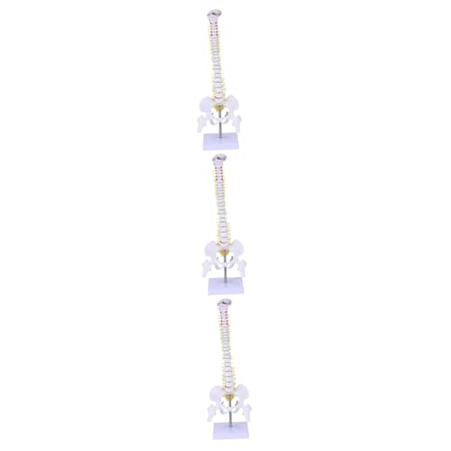 CLISPEED 3 Stk Wirbelsäulenmodell medizinisches Ausbildungsmodell Modell des Rückenmarks Modelle Medizinisches Anatomiemodell Steißbein-Anatomie-Modell Halswirbelsäule Skelett Replik PVC von CLISPEED