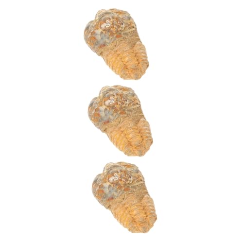 CLISPEED 3St Trilobiten- Trilobiten-Requisiten Dekor für den Tisch Lehrexemplar Modelle Ornament Schmuck lehrreich dreidimensional Dekorationen Suite Werkzeug Kind schmücken Stein von CLISPEED