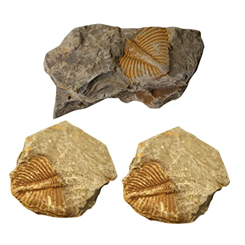 CLISPEED 3st Trilobiten- Mariner Trilobita-stein Trilobitenstein Trilobiten-schwanzfelsen Kelchtrilobit Paläontologie Fossilien Dekoration Fossilien Echt Probe Sammlung Kind Esstisch von CLISPEED