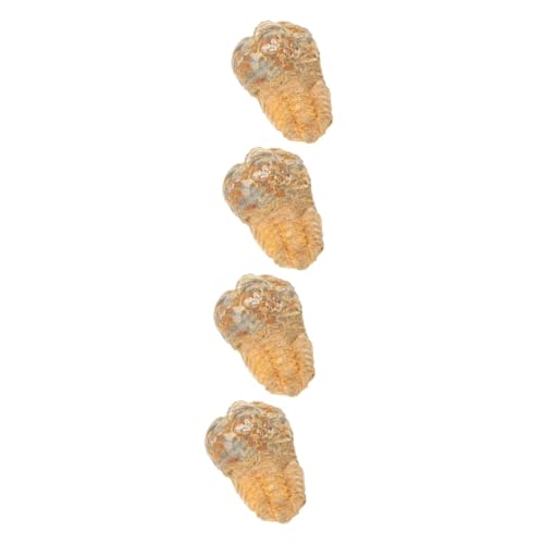 CLISPEED 4 Stück Trilobiten- Paläontologische Verzierung Trilobiten-requisiten Dekor Für Den Tisch Tischdekoration Desktop-dekor Kinder Dekor Stein Student Dreidimensional Marokko von CLISPEED