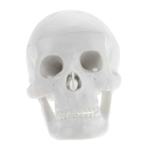 CLISPEED Anatomisches Schädelmodell Miniatur Menschlicher Schädel Realistisches Modell Für Kunstunterricht Als Halloween Dekoration Und Lehrmittel Schädelmodell CLISPEED Anatomisches Schädelmodell Miniatur Menschlicher Schädel Realistisches Modell Für Kunstunterricht Als Halloween Dekoration Und Lehrmittel Schädelmodell von CLISPEED