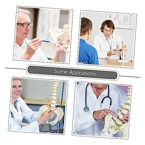 CLISPEED Hochwertiges Menschliches Halswirbelmodell mit Nerven und Blutgefäßen Anatomisches Cervical Spine Lehrmodell für Medizinische Ausbildung Arztpraxis Studium und Anschauliche von CLISPEED