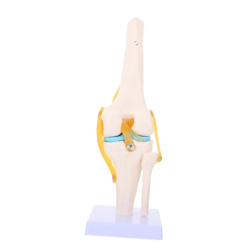 CLISPEED Kniemodell Menschliches Kniegelenk Simulation Kniegelenkmodell Männchen Menschliches Medizinisches Anatomiemodell Kniegelenk Modell Kniegelenk 3d-modell Einstellen Echte Person Pvc von CLISPEED