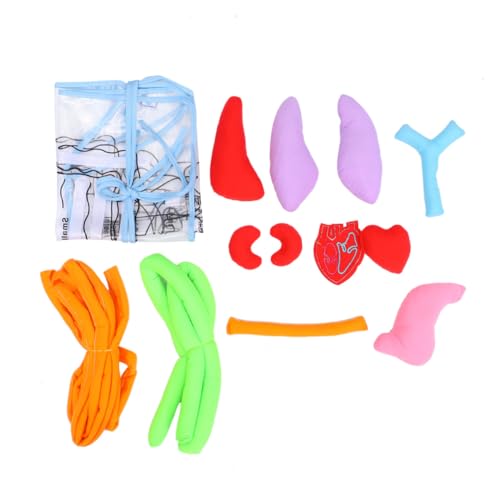 CLISPEED Lernschürze mit Körper Organ Modell Pädagogische Schürze für Kindergarten und Schule Inklusive Herz Lunge Leber Magen Nieren Darm Atmungsaktives Material Frosted Oberfläche von CLISPEED