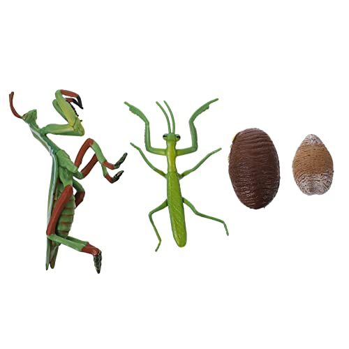 CLISPEED Mantis Lebenszyklus Figur Plastisches Gottesanbeterin Wachstumszyklus Modell Pädagogisches Insekten für Naturgetreu und Detailreich Lernspielzeug CLISPEED Mantis Lebenszyklus Figur Plastisches Gottesanbeterin Wachstumszyklus Modell Pädagogisches Insekten für Naturgetreu und Detailreich Lernspielzeug von CLISPEED
