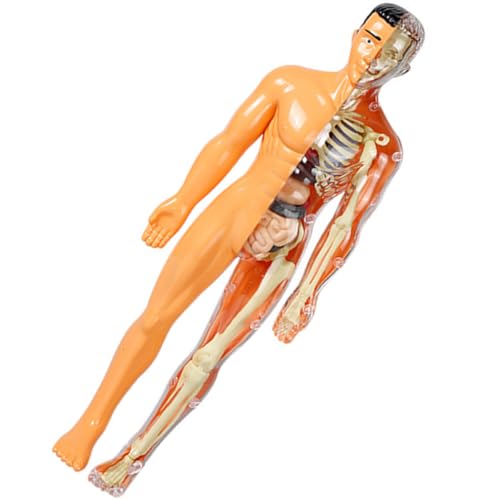 CLISPEED Modell Des Menschlichen Körpers Anatomie-puzzle-spielzeug Wissenschaftsset Für Kinder Im Alter Von 8–10 Jahren Pädagogisches Sezierset von CLISPEED