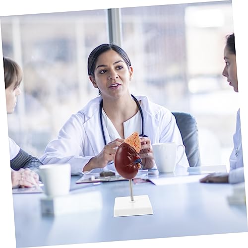 CLISPEED Nierenmodell mit Abnehmbarem Nebennierenmodell Detailliertes Anatomisches Lehrmodell für Medizinische Ausbildung und Biologieunterricht Demonstrationsmodell für Schule und von CLISPEED