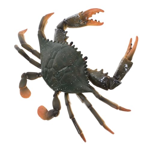 CLISPEED Realistisches Krabbenmodell Kognitives Meerestier Pädagogisches Kreatives Taktile Leichtes Sicheres Kunststoffmodell für Wohnraumdekoration und Lernspiel von CLISPEED