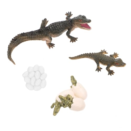 CLISPEED Realistisches Krokodil Lebenszyklus Modell Teilig Pädagogisches Tierfiguren Lebenszyklus Simulation für Biologie Lernspielzeug von CLISPEED
