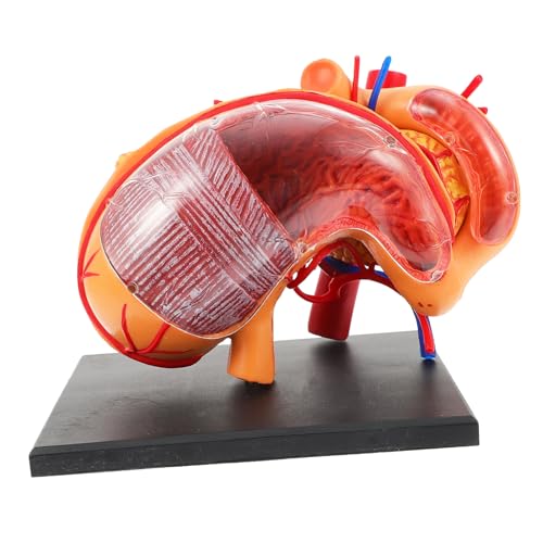 CLISPEED Realistisches Magen Modell Teiliges Lehrgerät für Unterricht Anschauliches Menschliches Organ Modell Einfach zu Bedienen für Schüler Lehrer und Anatomisches Lernen von CLISPEED