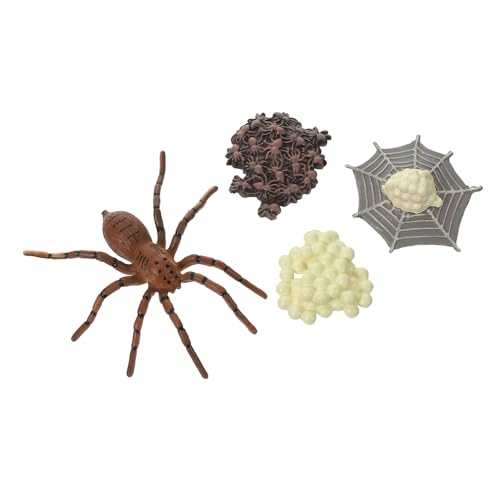 CLISPEED Realistisches Spinnen Lebenszyklus Modell aus Pädagogisches Insekten Lernspielzeug Detaillierte Wachstumsphasen Figuren für Vorschulkinder Naturwissenschaft Spielset Dekoration von CLISPEED