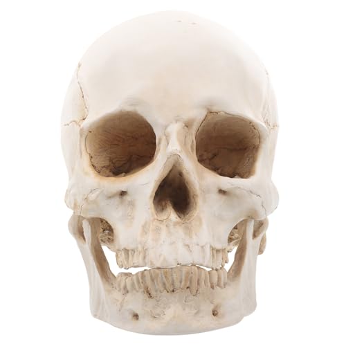 CLISPEED Schädel Aus Harz Gefälschter Realistischer Menschlicher Schädel Realistisches Schädelmodell Anatomischer Kopfknochen Eines Erwachsenen Schädelskulptur Kunsthandwerk Abnehmbar von CLISPEED