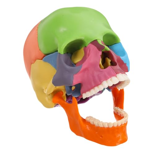 CLISPEED Schädelmodell Realistischer Schädel Schädel-anatomie- -requisite Anatomisch Korrekter Schädel Schädelkopf Für Anatomie Gehirnmodell Schädelschnittmodell Plastik von CLISPEED