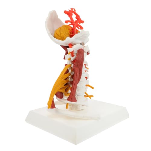 CLISPEED Skelett Skelettmodell Halswirbelmodell Medizinisches Lehrmodell Halswirbel Anatomisches Lehrmodell Halswirbel Anatomie Halswirbel Modell Halswirbel Lehrmodell zervikales Modell PVC von CLISPEED