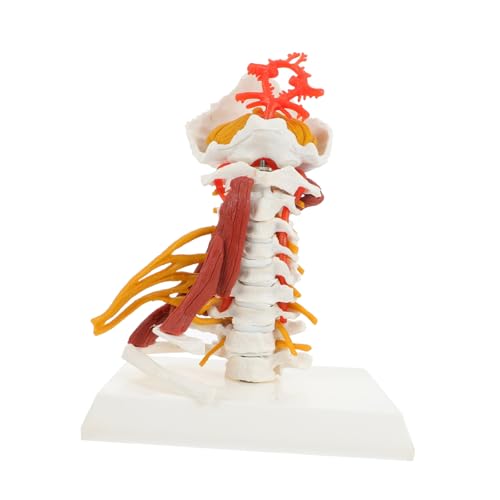 Skelett Skelettmodell Modelle Lehre Halswirbelmodell Halswirbel Lehrmodell medizinisches Halswirbelmodell Halswirbelsäulenmodell anzeigen Anatomie Halswirbel Modell Abnehmbar PVC von CLISPEED