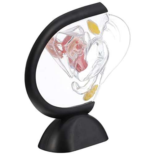 CLISPEED Transparente Modellstruktur Jr Modell Mit Sichtbaren Teilen Transparentes Anatomiespielzeug Für Den Menschlichen Körper Für Weibliches Beckenmodell Menschliches Modell von CLISPEED