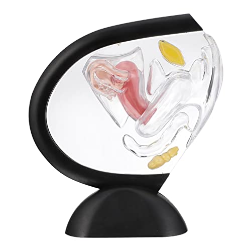 CLISPEED Transparentes Uterus-modell Gebärmutter-modell Menschliche Anatomische Modelle Transparentes Uterusmodell Modell Der Gebärmutteranatomie Weiblich Replik Pflege Pvc von CLISPEED