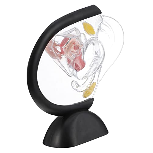 CLISPEED Transparentes Uterus-modell Menschliches Modell Struktur Sichtbar Jr Teile Organ Werkzeug Lehrmittel Angebot Für Den Orgelunterricht Medizinisches Forschungsmodell Pvc von CLISPEED