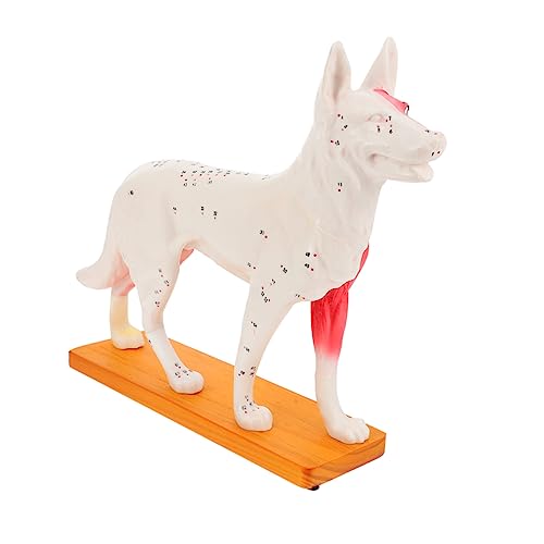 Akupunkturpunktmodell Für Hunde Tieranatomisches Modell Tabletop Torso- Modell. Modell Für Kinder Lehr-trainings-tools Anatomisches Hundemodell Pvc Schmücken 4d Schreibtisch von CLISPEED