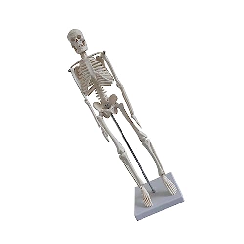 menschliches Skelettmodell menschliches Skelettsystem menschliche Skelettfigur waschbare tatsächl Modelle Lehrskelettmodell Medizinisches Skelettmodell menschlicher Körper PVC Weiß von CLISPEED