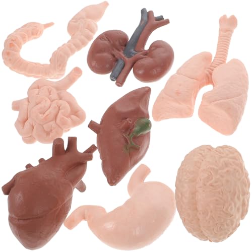 8 StüCk Menschliches KöRper Anatomie Modell Set, 3D Wissenschaftliche Lernwerkzeuge, Realistisches Gehirn Herz Lunge Leber Magen Darm Nieren, Mini Dekoration Spielzeug 8 StüCk Menschliches KöRper Anatomie Modell Set, 3D Wissenschaftliche Lernwerkzeuge, Realistisches Gehirn Herz Lunge Leber Magen Darm Nieren, Mini Dekoration Spielzeug von COHEALI