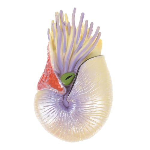 COLLBATH Adopt Me Nautilus-Spielzeug Für Kinder Realistisches Nautilus-kognitionsspielzeug Für Kinder von COLLBATH