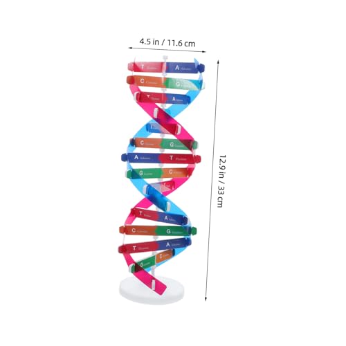 COLLBATH Detailliertes DNA Modell Doppelhelixstruktur Lehrmittel Wissenschaftlicher Experimentierbausatz Für Schulunterricht Labor Wissenschaftliche Veranschaulichung von COLLBATH