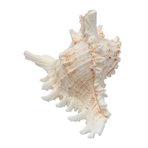 COLLBATH natürliche Muschel bastelzeug House Decoration Geschenkidee unterwasserwelt Aquariumschale bastelset puppenhaus zubehör Muschelschale Ornament Zubehör für Aquarien Hülse Weiß COLLBATH natürliche Muschel bastelzeug House Decoration Geschenkidee unterwasserwelt Aquariumschale bastelset puppenhaus zubehör Muschelschale Ornament Zubehör für Aquarien Hülse Weiß von COLLBATH