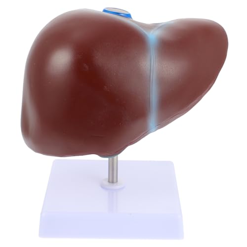 COMNESTBI 1Stück Medizinisches Lebermodell Anatomisches Menschliches Lebermodell mit Basis für Unterricht Ausbildung Realistisches Lehrmodell für Universitäten COMNESTBI 1Stück Medizinisches Lebermodell Anatomisches Menschliches Lebermodell mit Basis für Unterricht Ausbildung Realistisches Lehrmodell für Universitäten von COMNESTBI