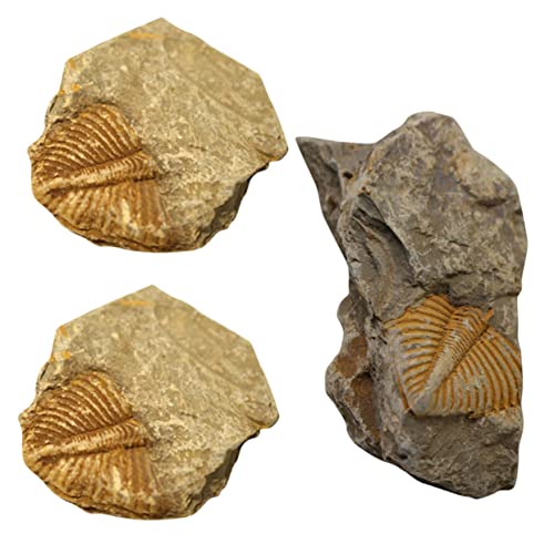 COMNESTBI 3 Stück Trilobiten- Prähistorische Fossilien Dekorative Fossilien Trilobiten-Schwanzfossilien Fossilien-Sammlungen Trilobit Edelstein Gliederfüßer für Dekoration von COMNESTBI