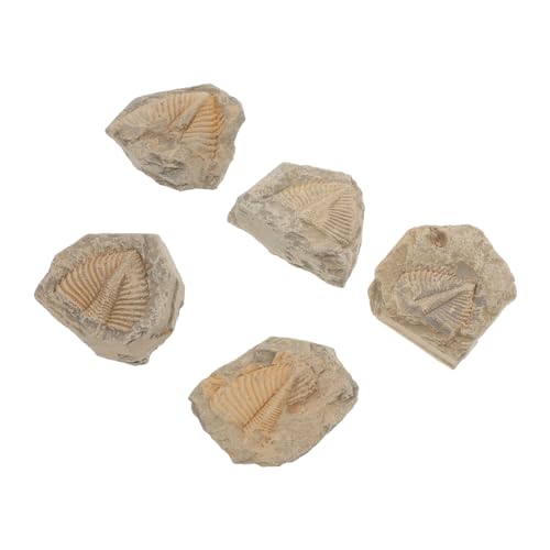 COMNESTBI 5Stücke Teiliges Trilobiten Fossilien Naturbelassene Fossilienproben Für Unterricht Lehrmittel Für Studenten Zur Paläontologie Kenntnisse Zufällige von COMNESTBI
