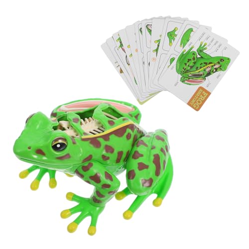 COMNESTBI Frosch-modell Spielzeugfrosch Anatomie Frosch-puzzle Frosch-dissektionsset Stimulationsfrosch Froschbadspielzeug Froschmodell Frosch Plastik Green von COMNESTBI