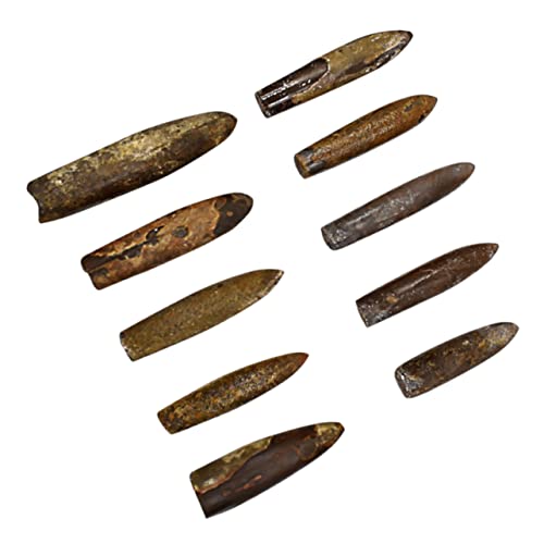 COMNESTBI Specimen Teiliges Pädagogisches Fossilspielzeug für Unterrichtszwecke Natürliche Fossilien für Dekoration und Wissenschaftserklärungen COMNESTBI Specimen Teiliges Pädagogisches Fossilspielzeug für Unterrichtszwecke Natürliche Fossilien für Dekoration und Wissenschaftserklärungen von COMNESTBI