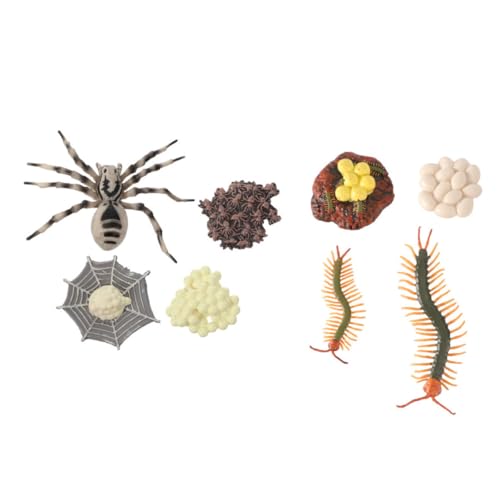CONGARTENO 2 Sätze Tierische Lebenszyklus modelle Tarantel und Hundertfüßer Realistische Leichte Kunststoff figuren für Pädagogisches Naturwissenschafts Dekoration CONGARTENO 2 Sätze Tierische Lebenszyklus modelle Tarantel und Hundertfüßer Realistische Leichte Kunststoff figuren für Pädagogisches Naturwissenschafts Dekoration von CONGARTENO