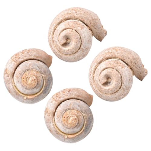 CONGARTENO 4 Stück Teiliges Schneckenfossil Modell Naturgetreue Paläontologie Lehrmaterialien Dekoratives Schreibtischornament für Unterricht und Sammlungen Pädagogisch Geeignet Sicher und von CONGARTENO