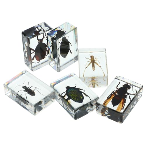 CONGARTENO 6 Stück Teiliges Insektenpräparate Transparentem Kunstharz Langlebige Naturgetreue Insektenexemplare für Wissenschaftsunterricht Sammlungen als Schreibtischdekoration und von CONGARTENO