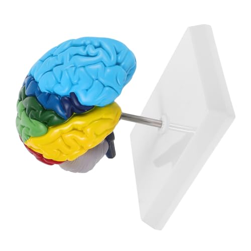 CONGARTENO Anatomisches Lehrmodell Medizinisches Display für Studenten Naturwissenschaftlicher Unterricht CONGARTENO Anatomisches Lehrmodell Medizinisches Display für Studenten Naturwissenschaftlicher Unterricht von CONGARTENO