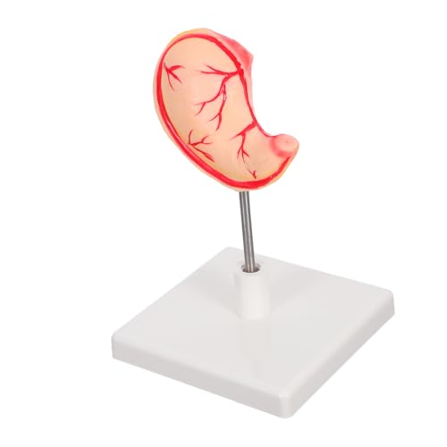 CONGARTENO Anatomisches Magenmodell aus Langlebigem Material Realistische Darstellung für Wissenschaftsklassen Präzise Lehrmodell für Medizinische Ausbildung und Klinische Nutzung von CONGARTENO